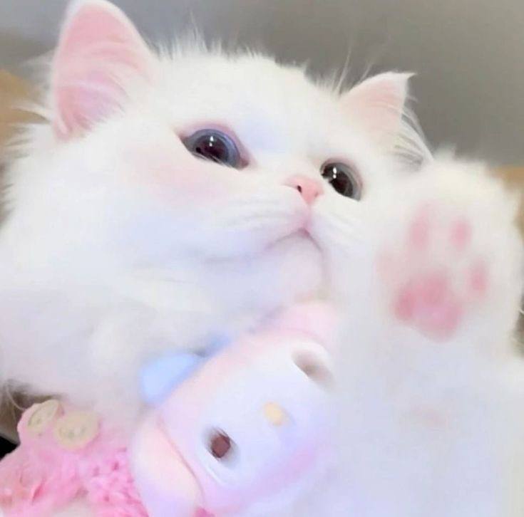 Соня